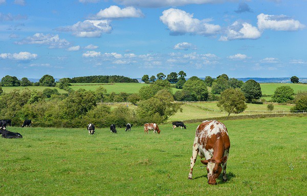 Cows in field