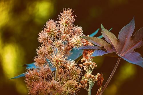 Castor oil plant