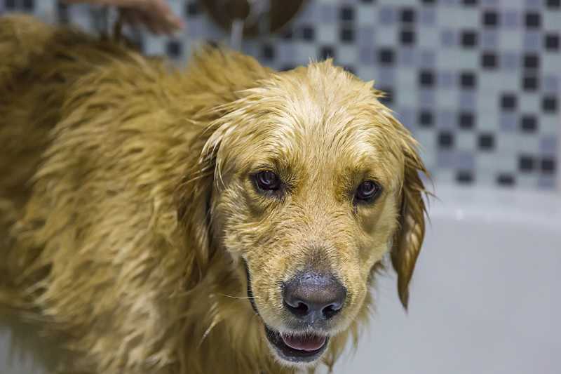 Best Natural Dog Shampoos in the UK Naturaler