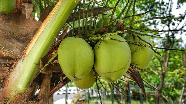 Coconuts