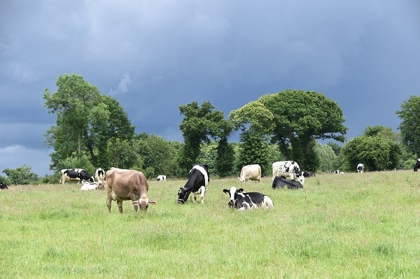 Dairy cows