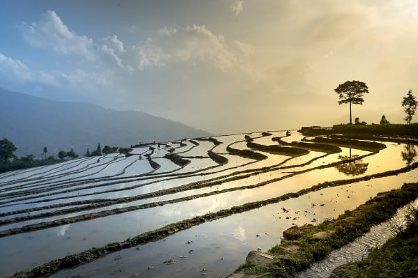 Rice field