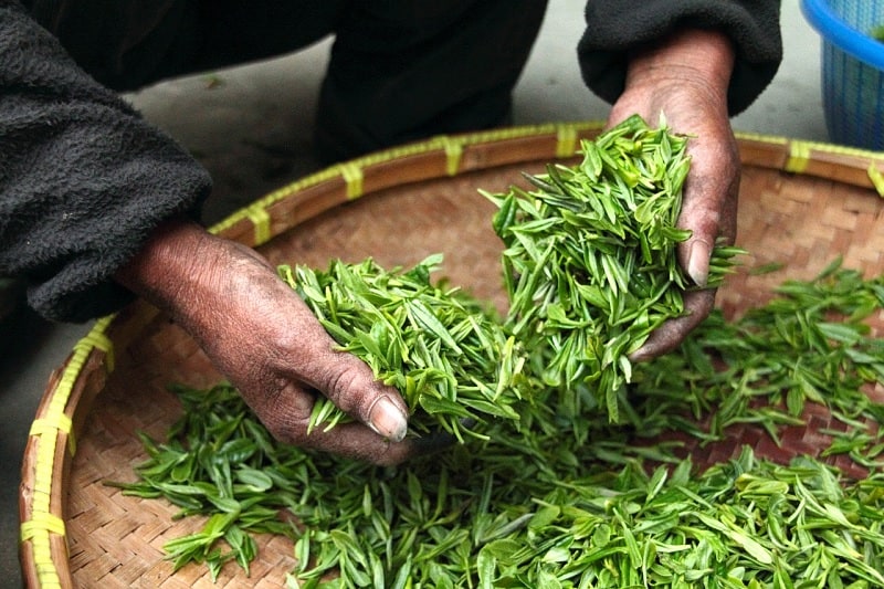 Tea being harvested