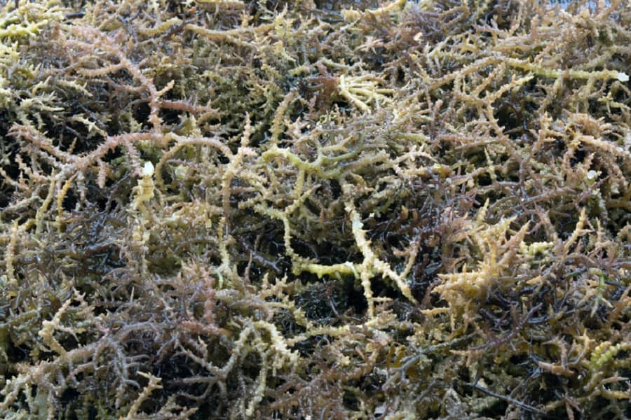 Seaweed used for carrageenan production