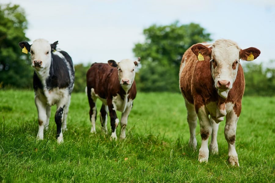 Cattle grazing on farm