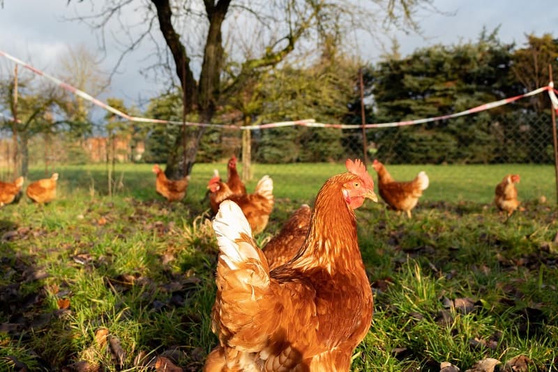 Free range chickens