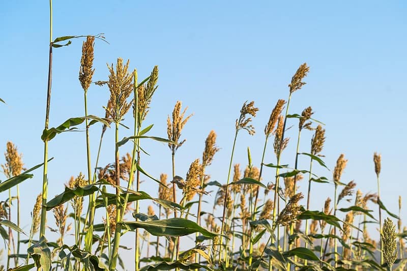 Sorghum in field